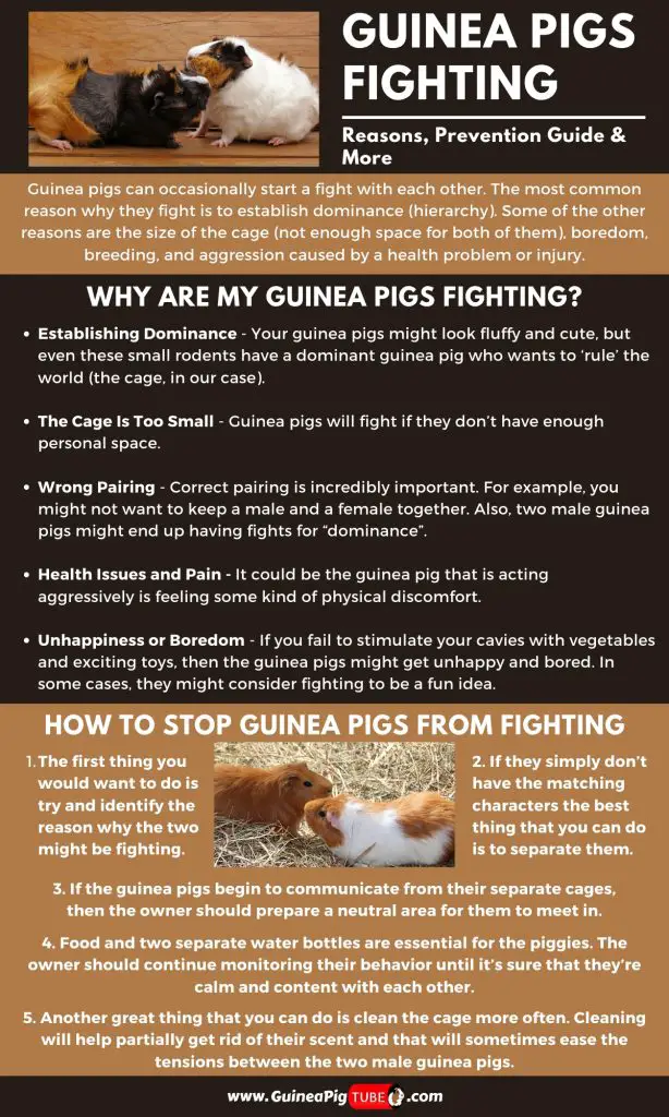 Guinea Pigs Fighting_1