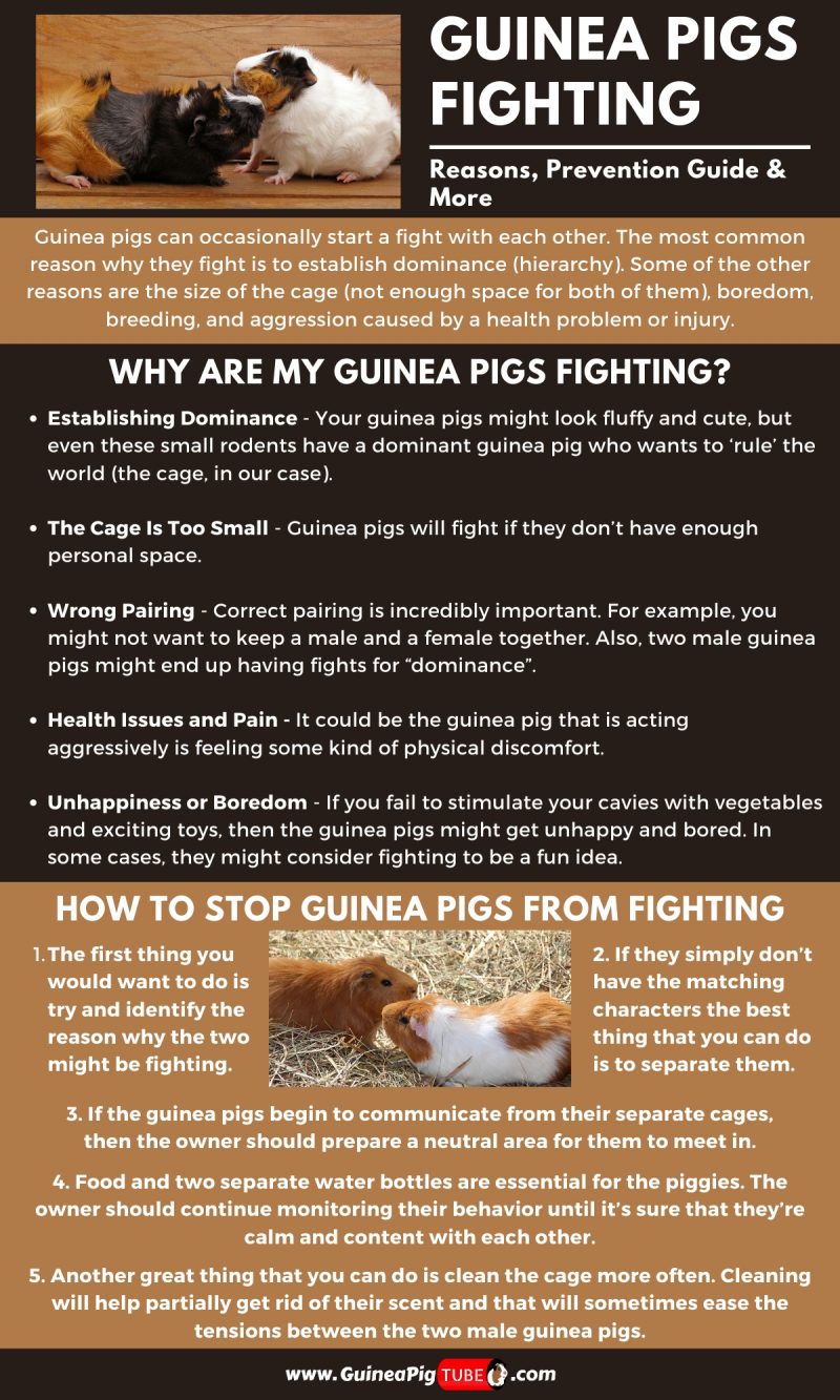 Guinea Pigs Fighting_1