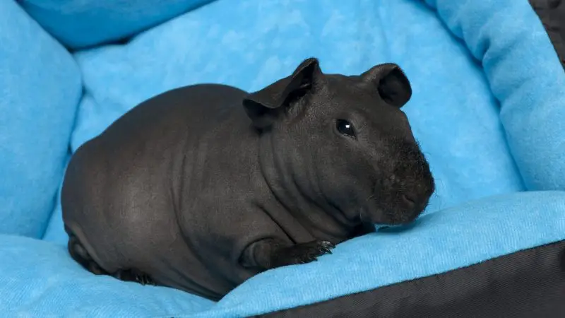 Hairless Guinea Pig Care Sheet