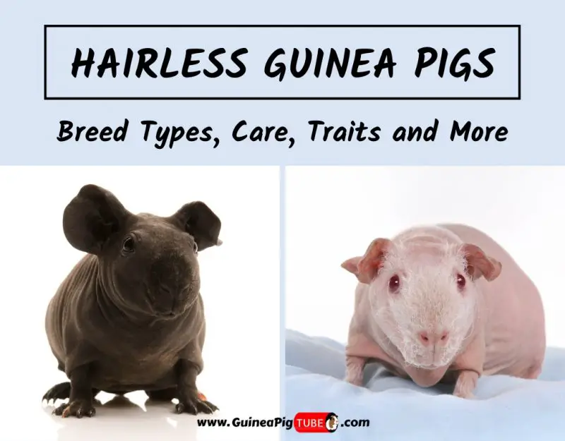 Hairless Guinea Pigs