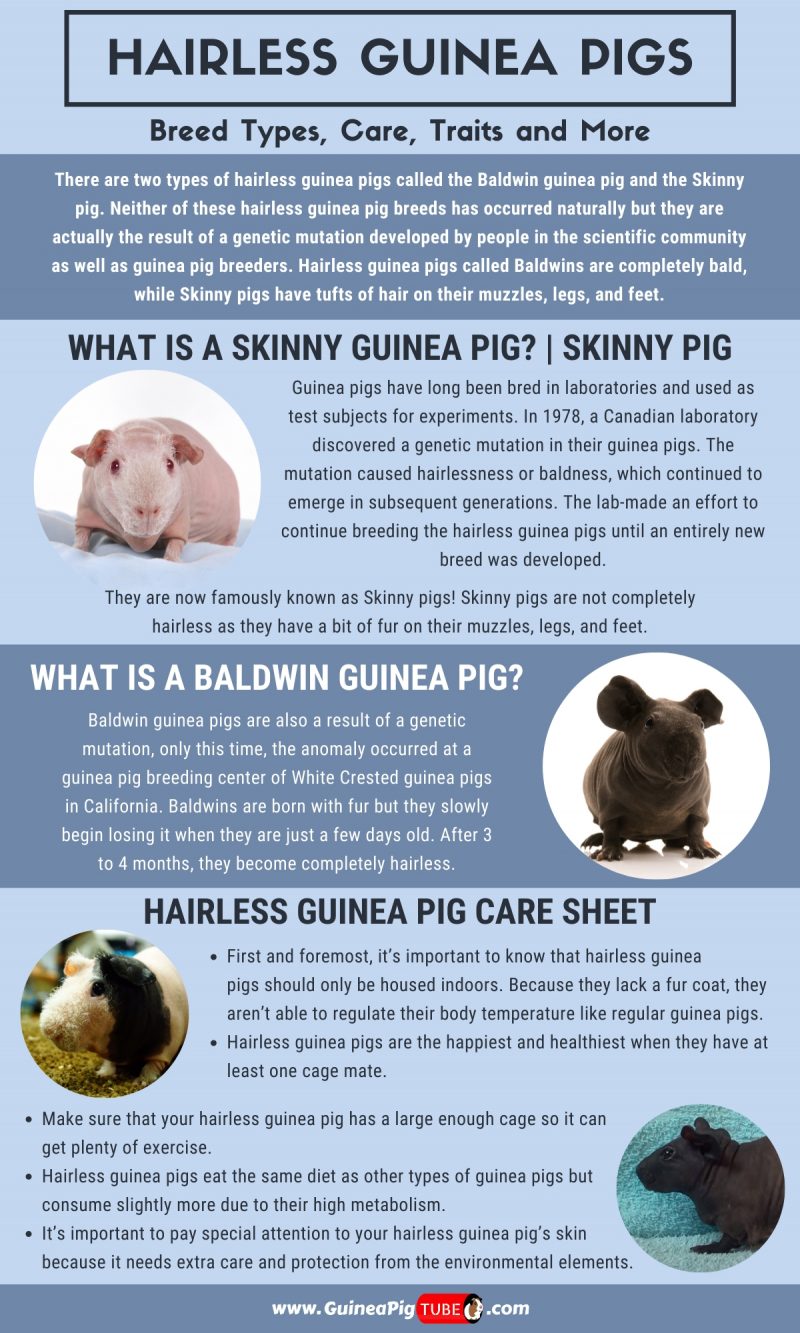 Hairless Guinea Pigs_1