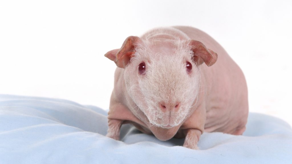 Hairless Skinny Guinea Pig Everything You Need to Know