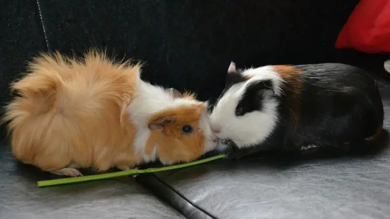 How Do Guinea Pigs Fight With Each Other Information