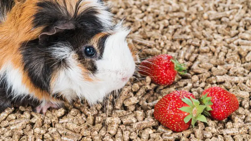 How Many Strawberries Can a Guinea Pig Eat