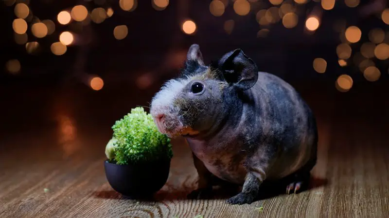 How Much Broccoli Can Guinea Pigs Eat