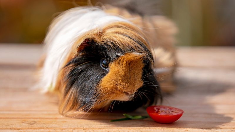 How Much Tomato Can a Guinea Pig Eat