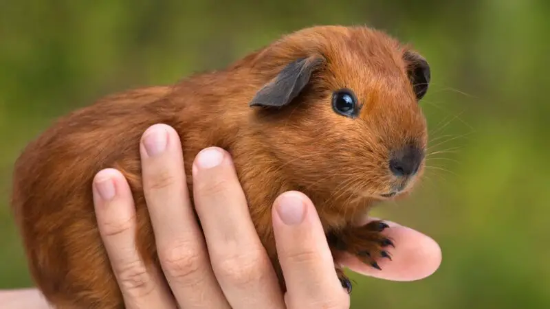 How to Help a Wounded Guinea Pig After the Fight