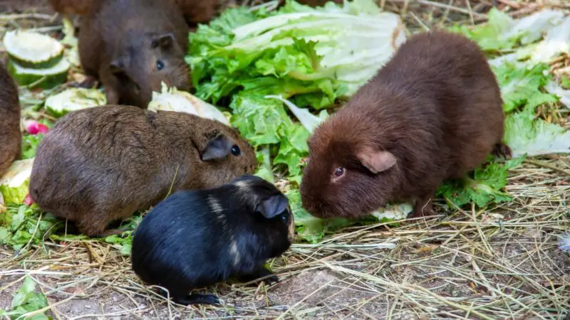 How to Stop Guinea Pigs from Fighting