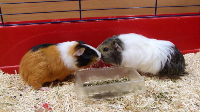 My Guinea Pigs Keep Fighting Should You Be Worried