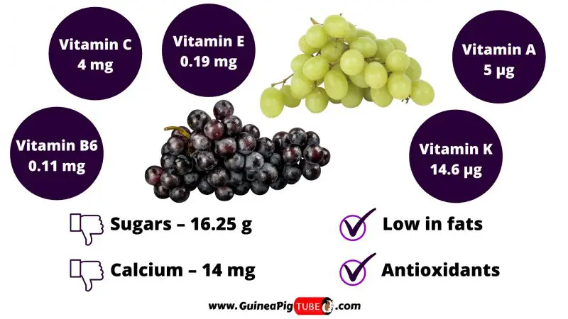 Nutrition Facts of Grapes for Guinea Pigs