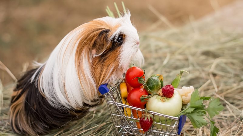 Serving Size and Frequency of Tomatoes for Guinea Pigs