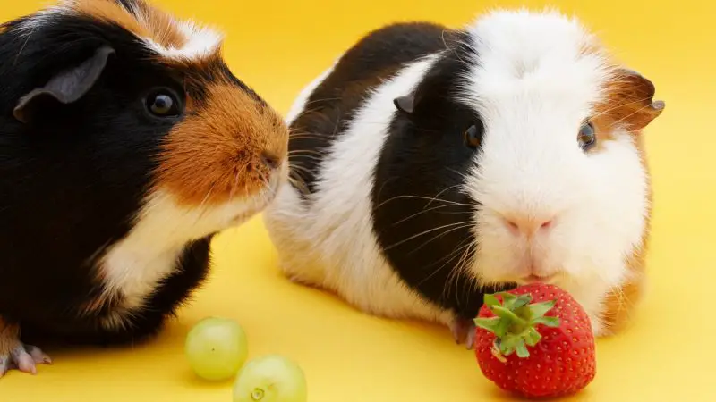 Serving Size and How Can You Feed Strawberries to Guinea Pigs