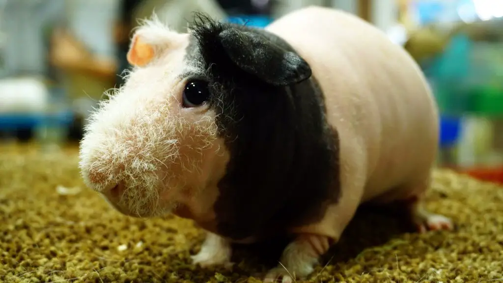 Skinny Guinea Pig Names That People Use