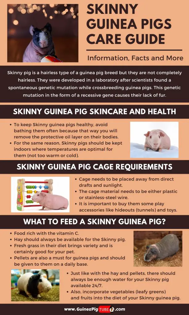 Skinny Guinea Pigs Care Guide _1