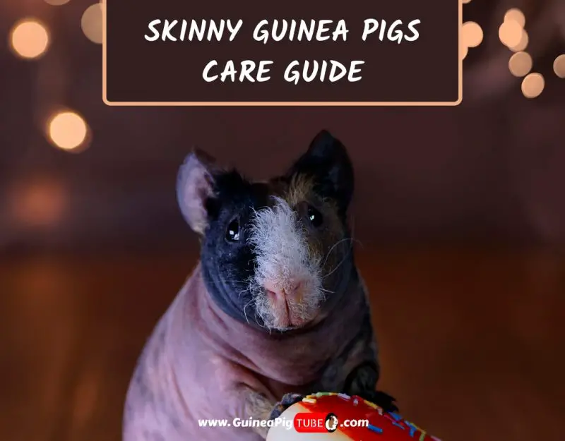 Skinny Guinea Pigs Care Guide