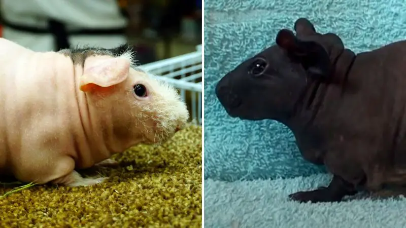 Skinny Guinea pig and Baldwin Guinea Pig Differences