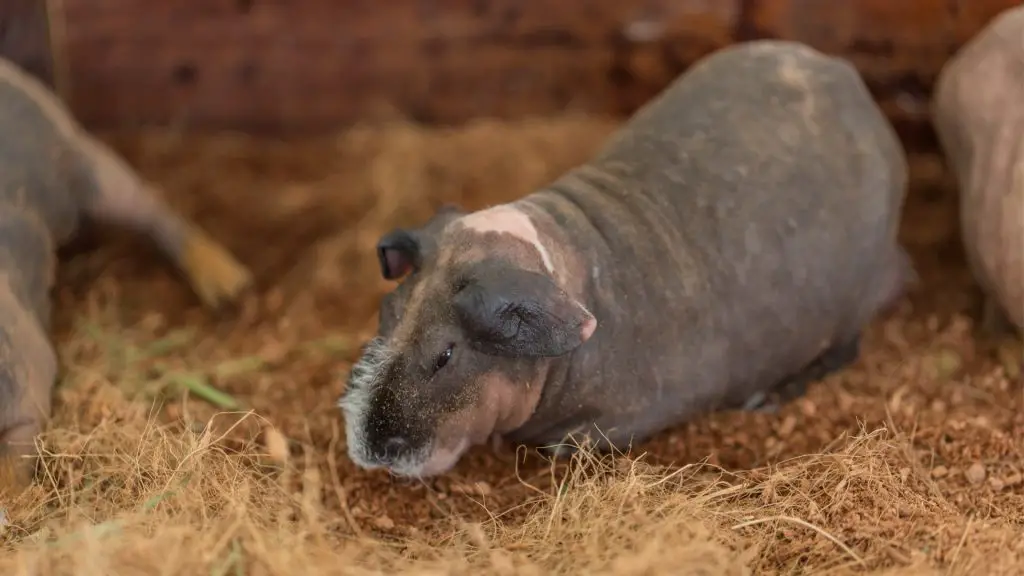 What to Feed a Skinny Guinea Pig Skinny Guinea Pig Diet