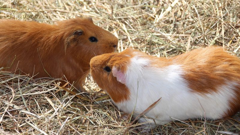 Why Are My Guinea Pigs Fighting Main Reasons