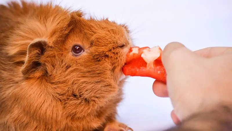 Are Peppers Good for Guinea Pigs Health Benefits