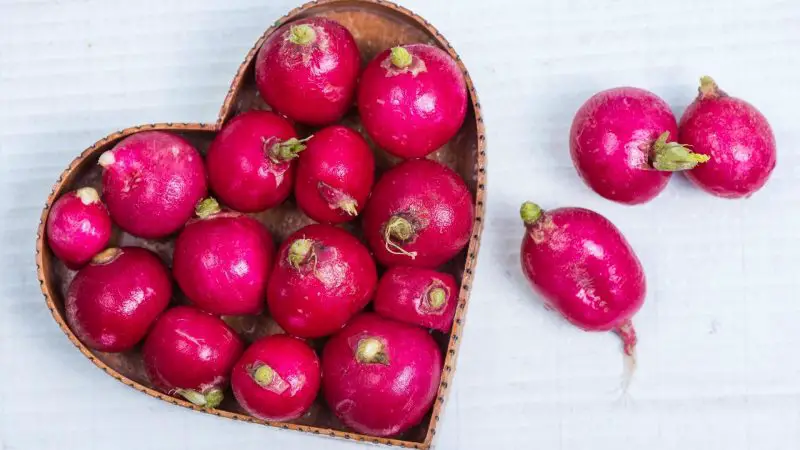 Are Radishes Good for Guinea Pigs Health Benefits