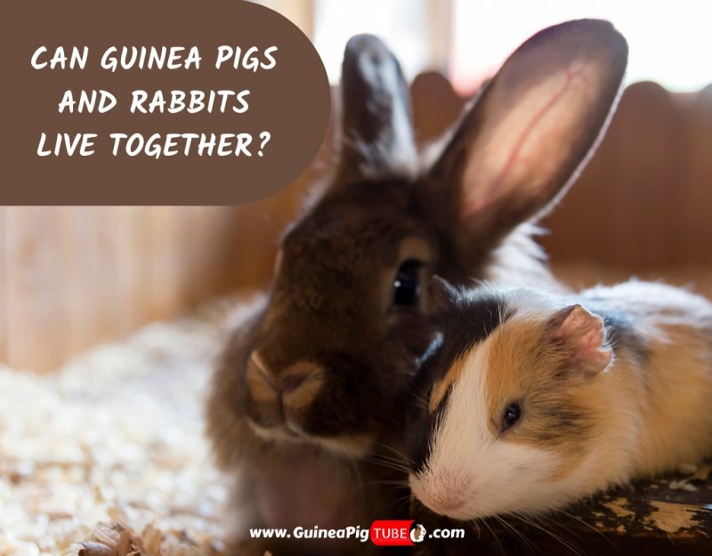 Can Guinea Pigs And Rabbits Live Together_