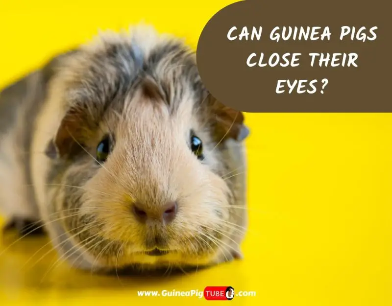 Can Guinea Pigs Close Their Eyes_