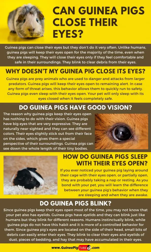 Can Guinea Pigs Close Their Eyes_1