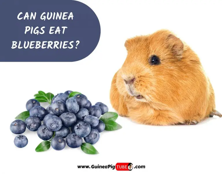 Can Guinea Pigs Eat Blueberries_