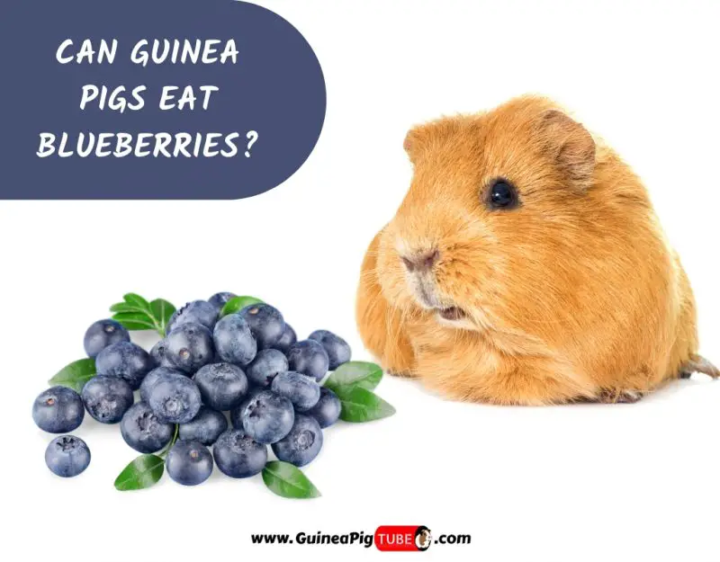 Can Guinea Pigs Eat Blueberries_
