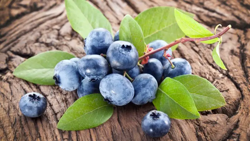 Can Guinea Pigs Eat Blueberry Leaves