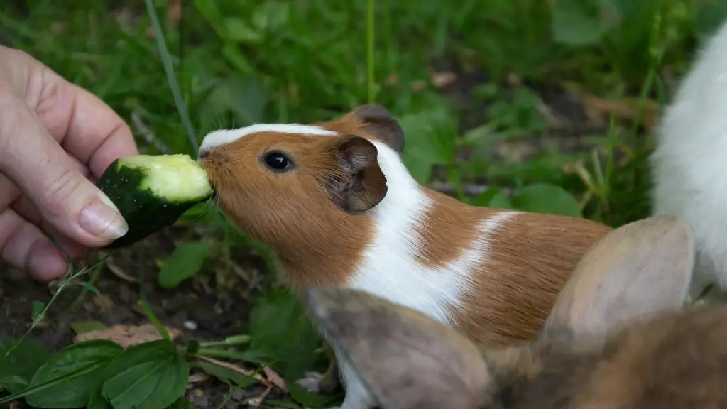Can Guinea Pigs Eat Cucumber Peels Cucumber Skin