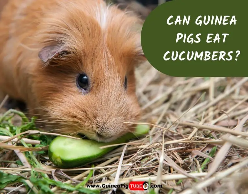 Can Guinea Pigs Eat Cucumbers_