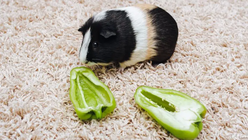 Can Guinea Pigs Eat Green Peppers