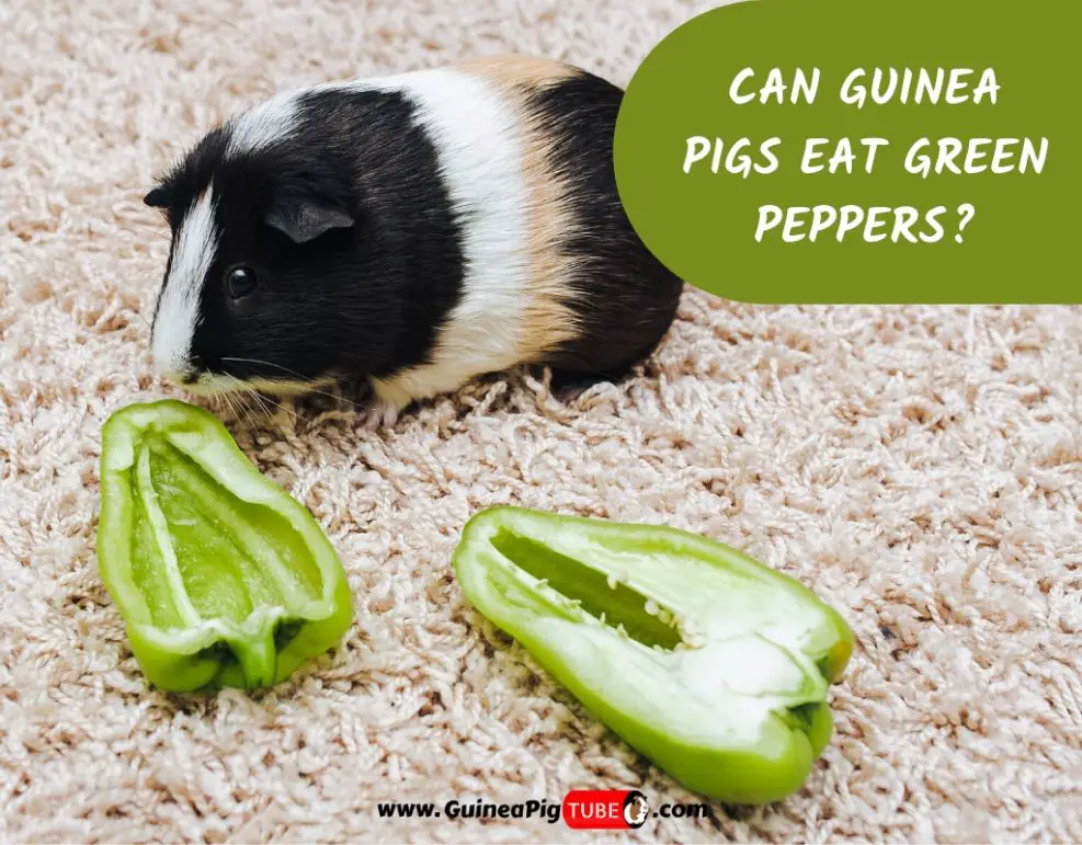 Can Guinea Pigs Eat Green Peppers? (Benefits, Risks, Serving Size