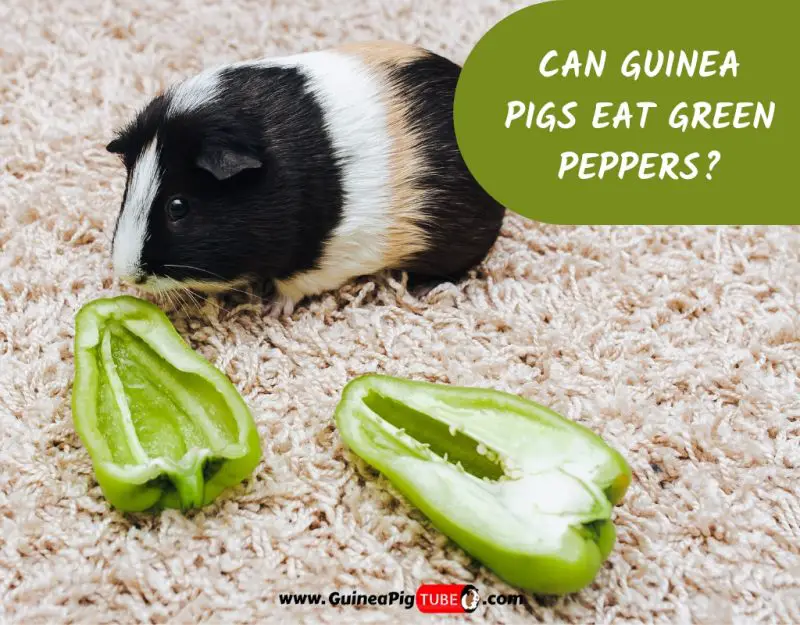 Can Guinea Pigs Eat Green Peppers_