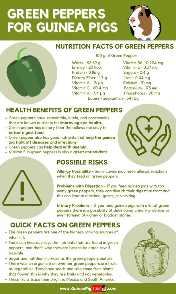 Can Guinea Pigs Eat Green Peppers_1