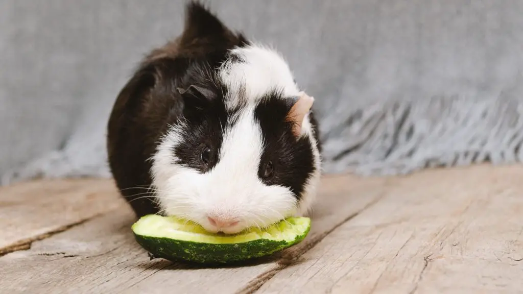 Can Guinea Pigs Eat Mini Cucumbers