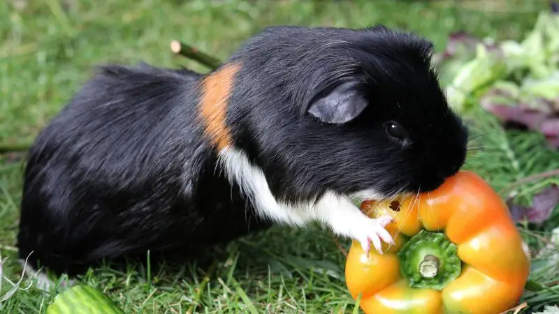 Can Guinea Pigs Eat Orange Peppers