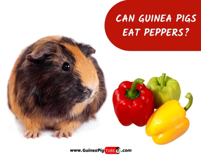 Guinea pigs can eat peppers but not all types are good for them. 