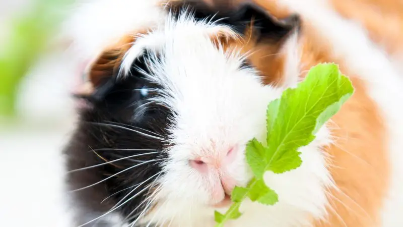 Can Guinea Pigs Eat Radish Leaves Radish Tops