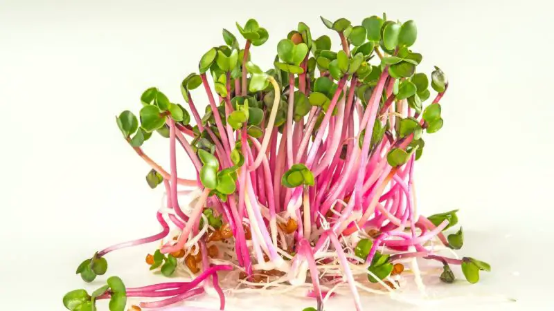 Can Guinea Pigs Eat Radish Sprouts