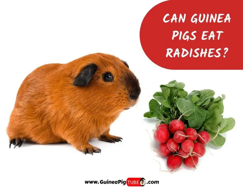 Can Guinea Pigs Eat Radishes_