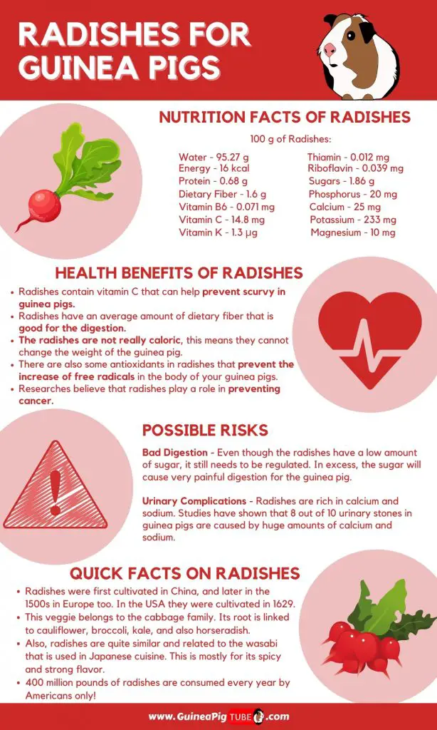 Can Guinea Pigs Eat Radishes_1