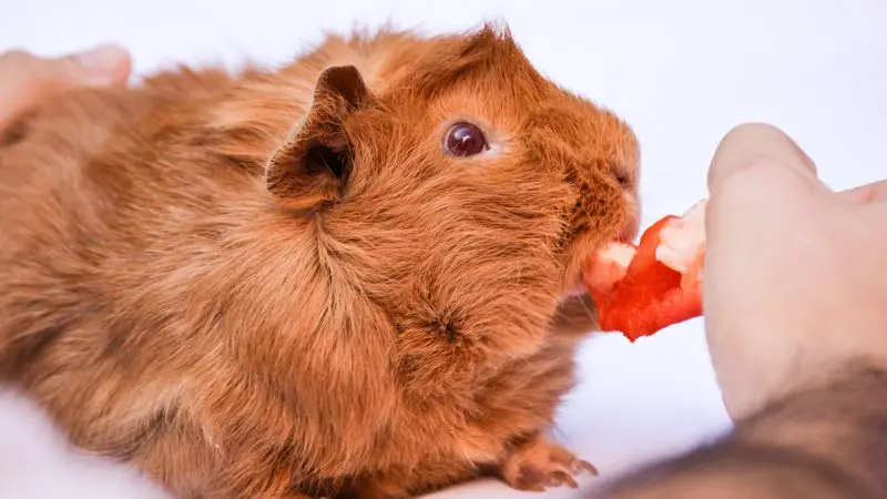 Can Guinea Pigs Eat Red Peppers