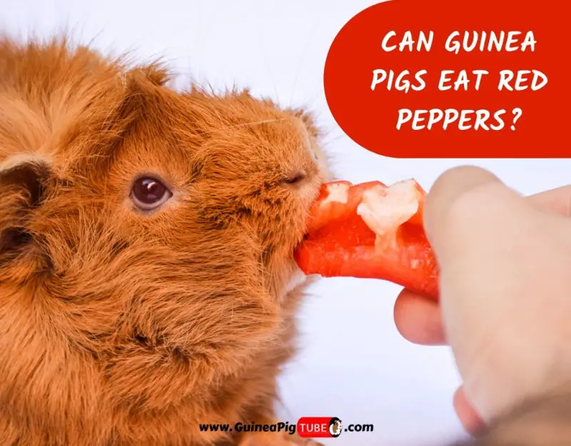 Can Guinea Pigs Eat Red Peppers_