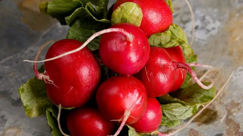 Can Guinea Pigs Eat Red Radishes