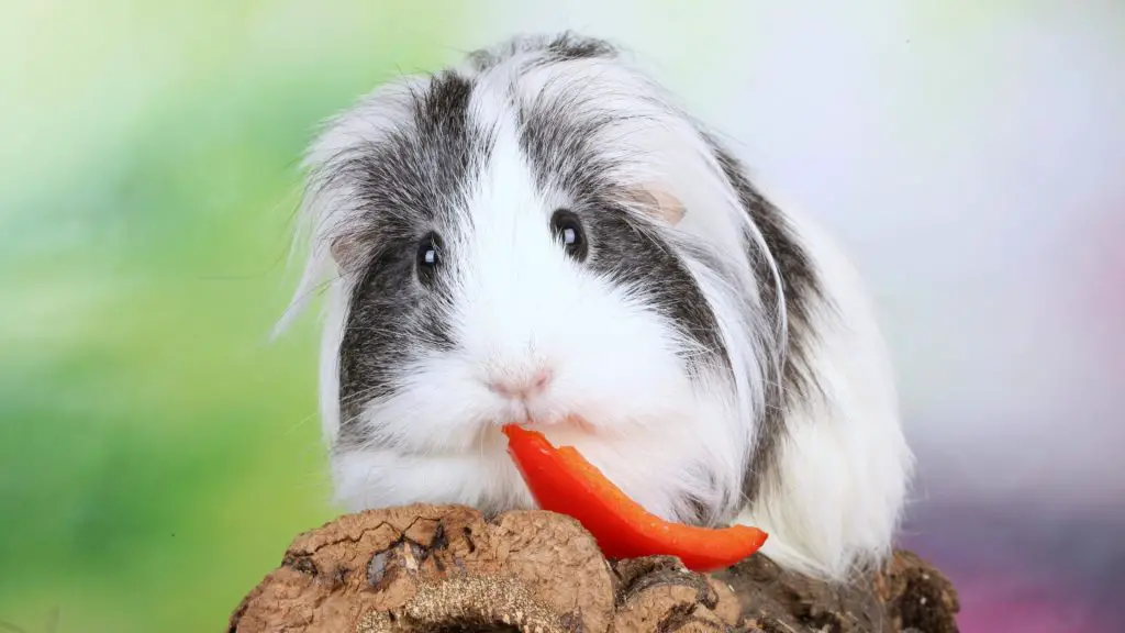 Can Guinea Pigs Eat Sweet Red Peppers