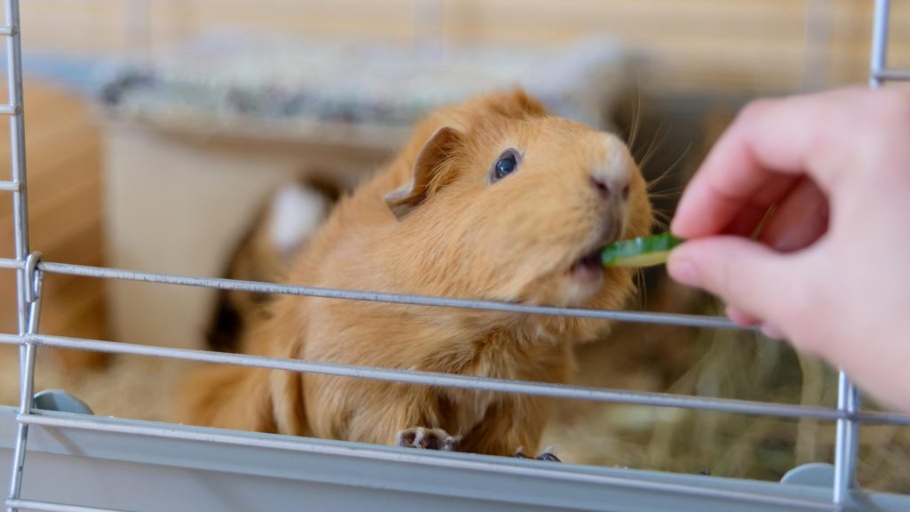 Can Guinea Pigs Eat Too Much Cucumber