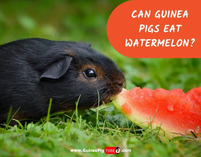 Can Guinea Pigs Eat Watermelon_