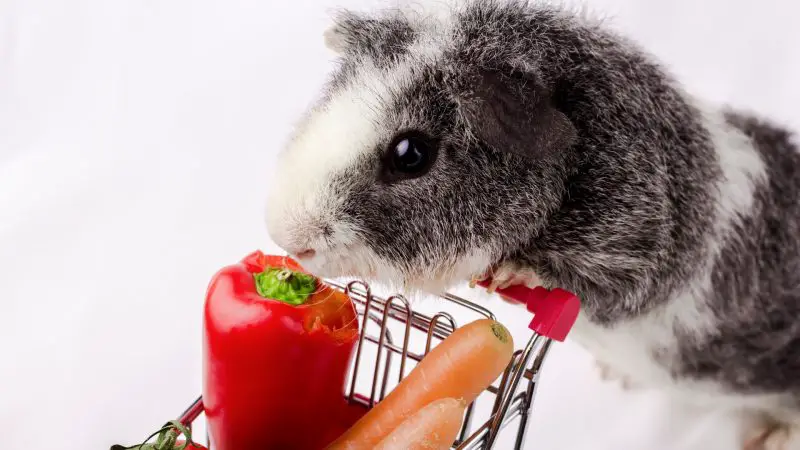 Can Guinea Pigs Eat Whole Peppers